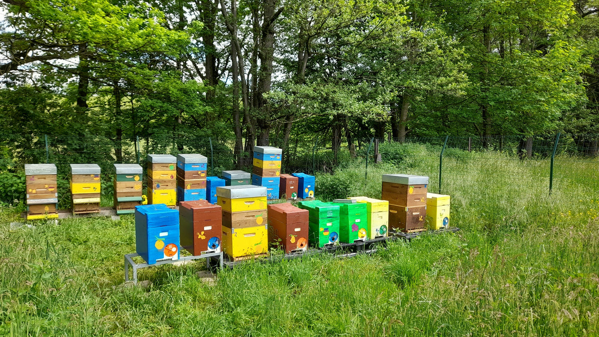 Le rôle crucial de l'apiculteur dans la préservation de la biodiversité locale