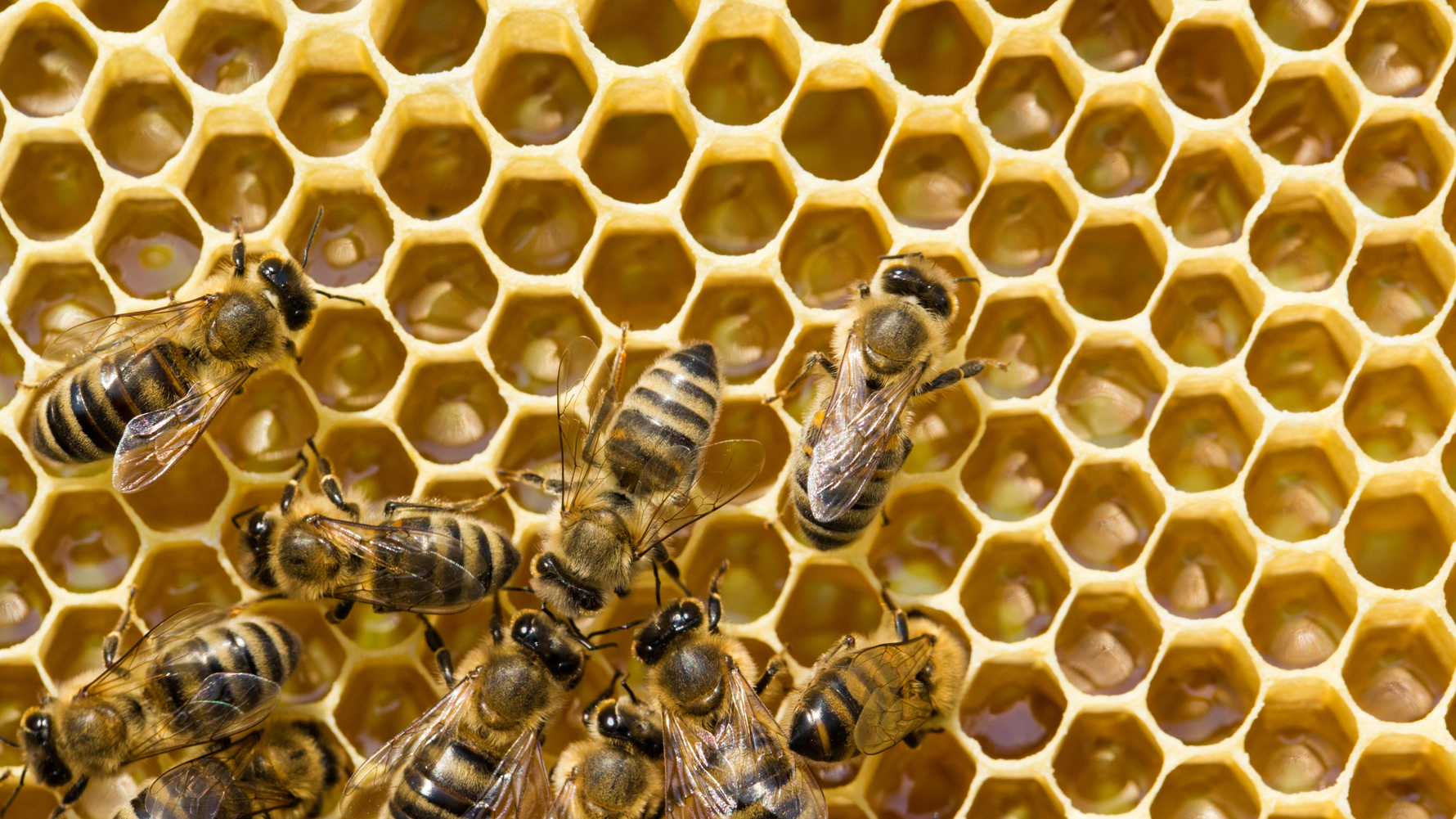 Méthodes sûres pour faire fondre la cire d'abeille
