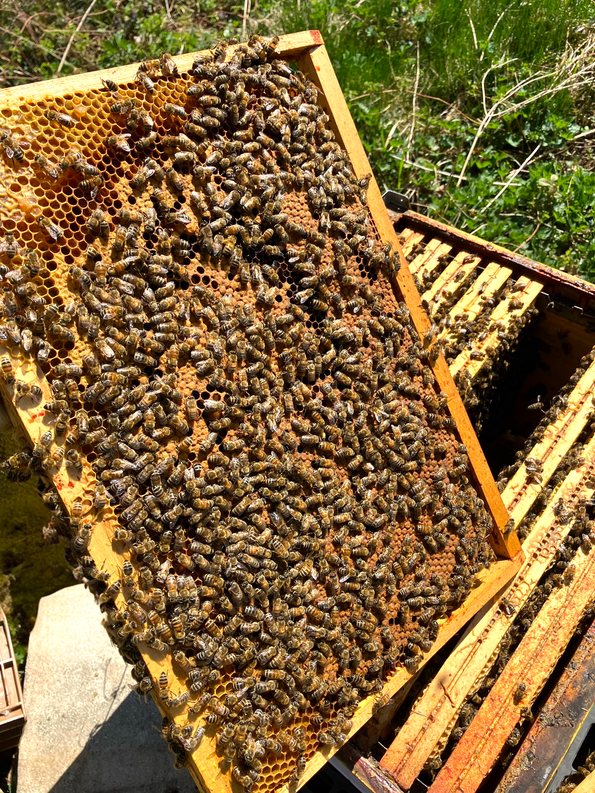  cire d'abeille sans produits chimiques 