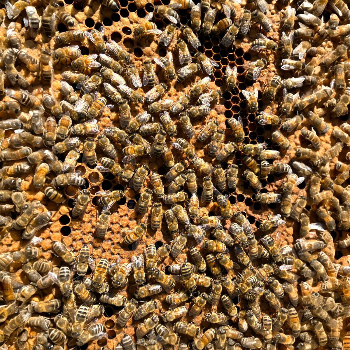 Photo d'un cadre de ruche rempli d'Abeilles - Schoenig Apiculture