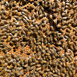 Photo d'un cadre de ruche rempli d'Abeilles - Schoenig Apiculture