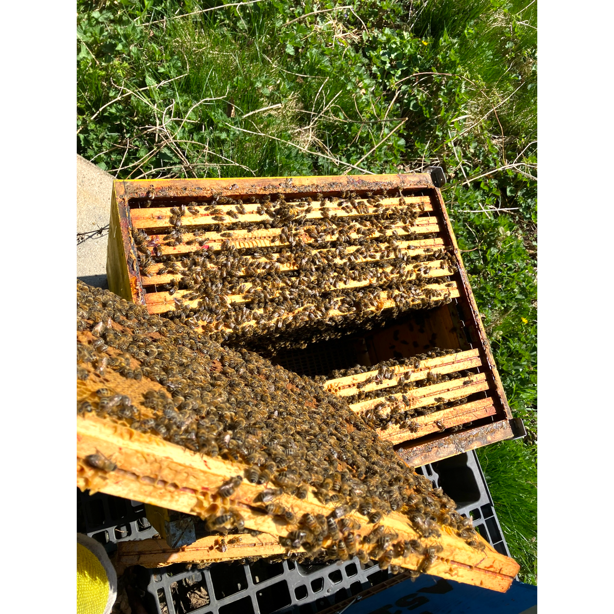 Photo d'une ruche ouverte- Schoenig Apiculture