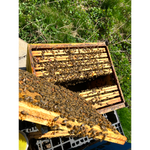 Photo d'une ruche ouverte- Schoenig Apiculture