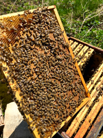 Photo d'une ruche ouverte - Schoenig Apiculture