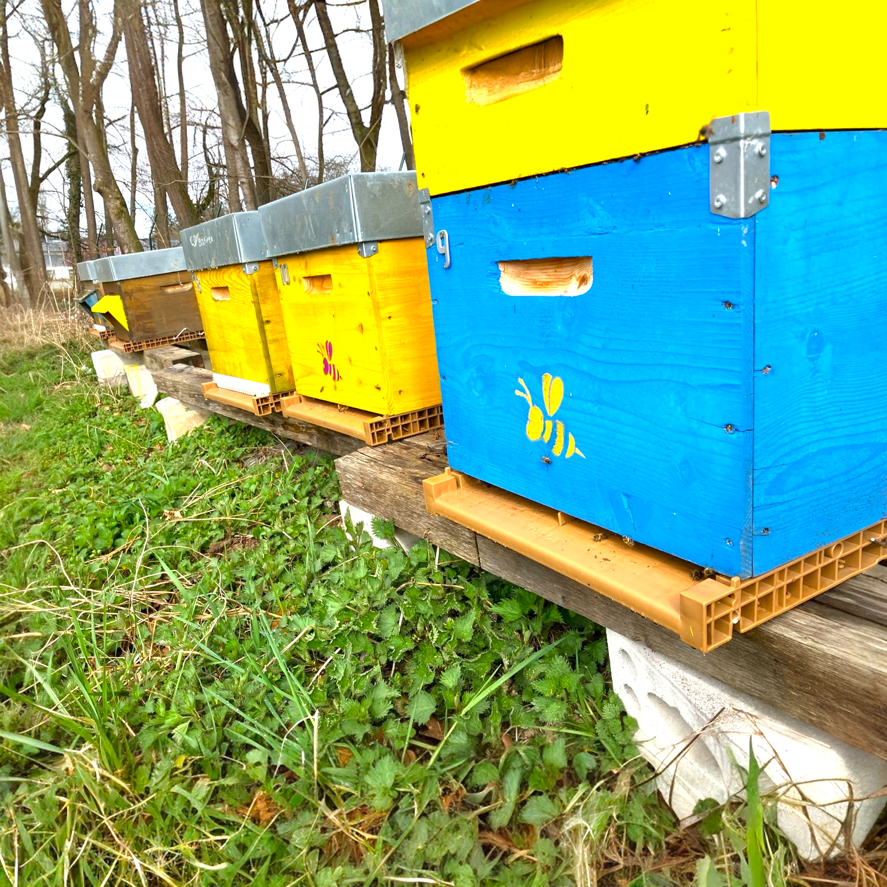 Rucher dans la nature en Alsace