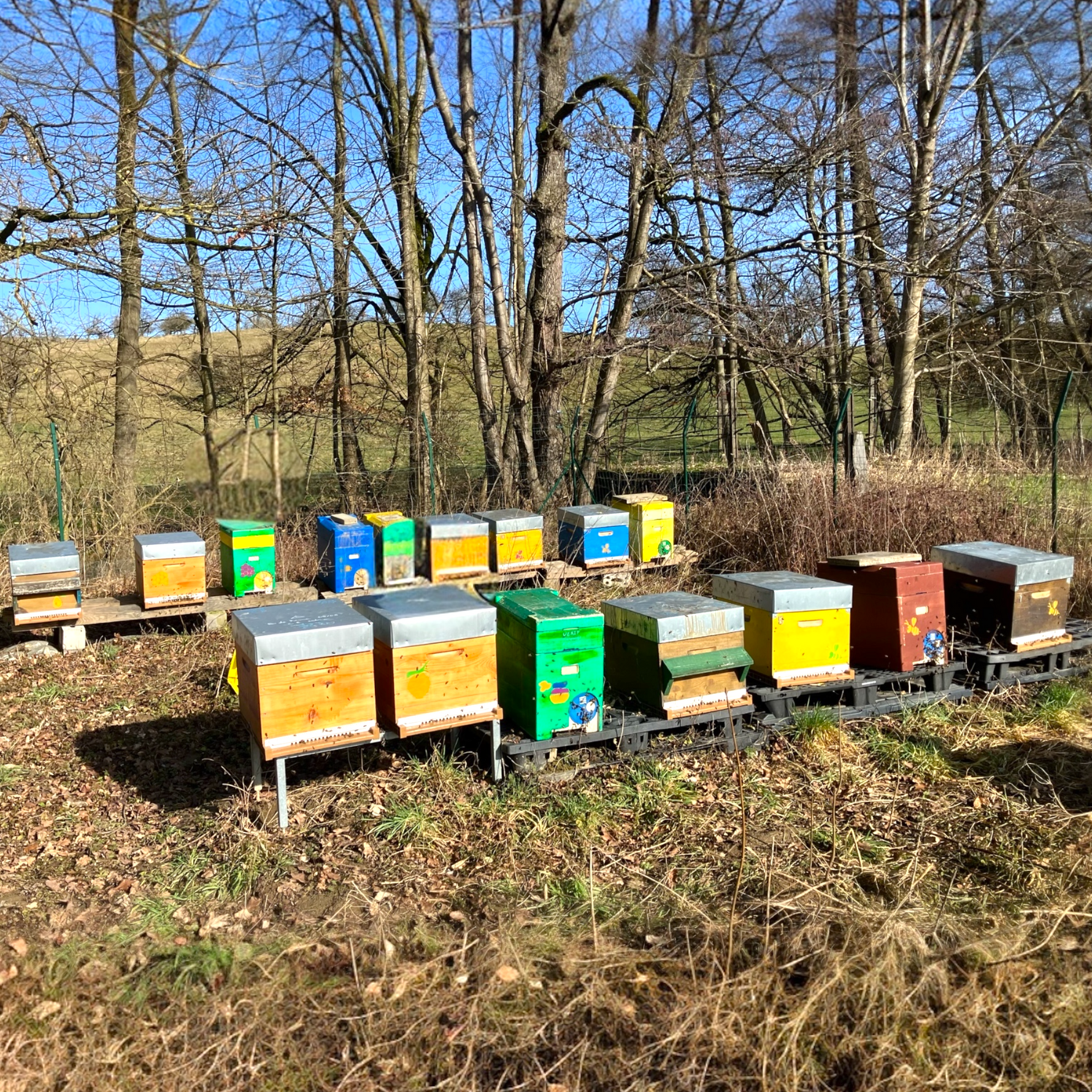 Rucher dans la nature en Alsace