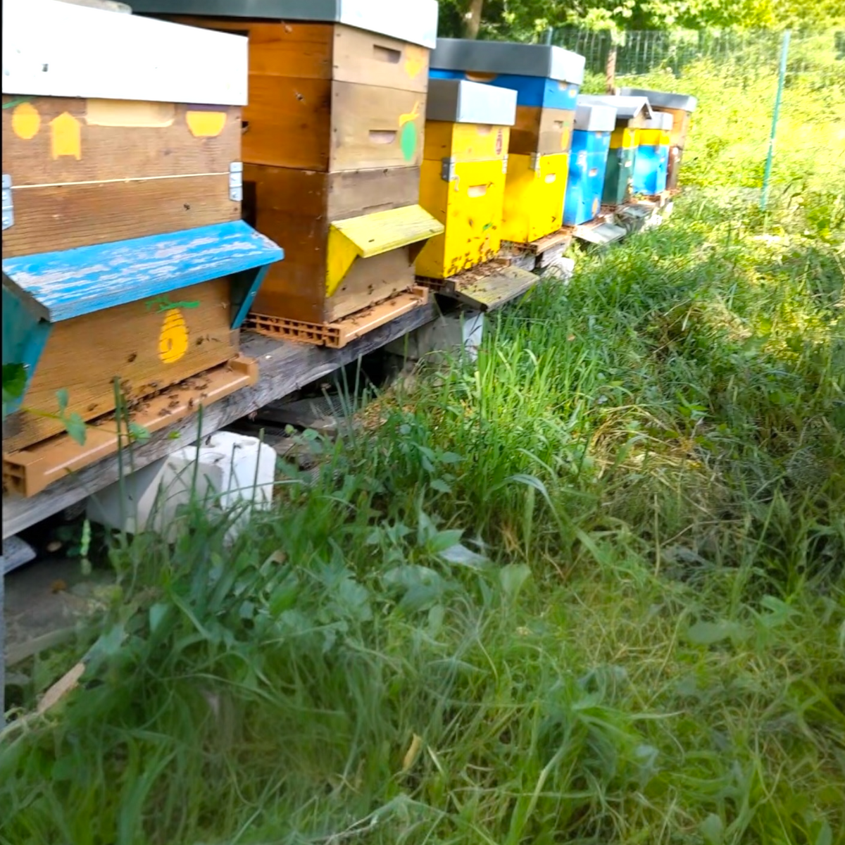 Ruches de Schoenig Apiculture illustrant l’origine artisanale des créations et cadeaux personnalisés proposés pour les événements.